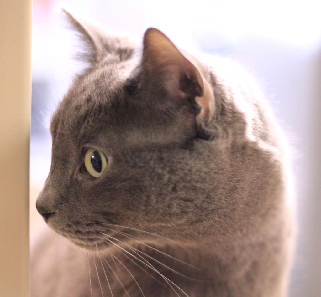 Enlarge Taco, a Adoptable Russian Blue in Utica, MI image 5/6