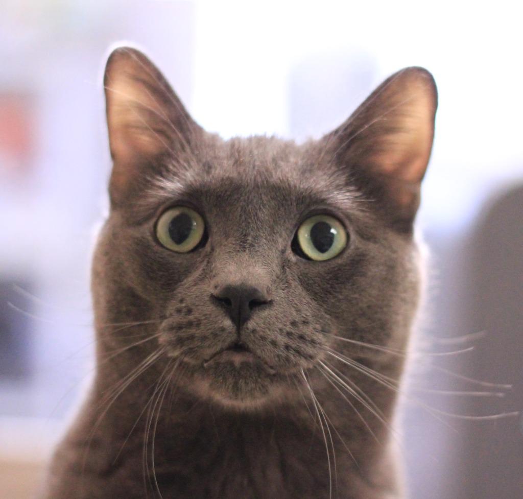 Enlarge Taco, a Adoptable Russian Blue in Utica, MI image 6/6