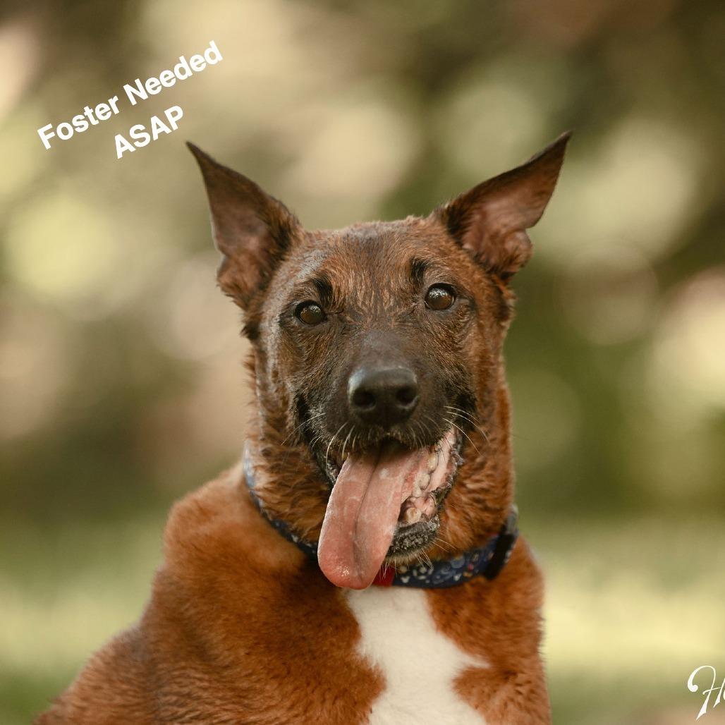 Artie, Adoptable, Adult Male Shepherd.