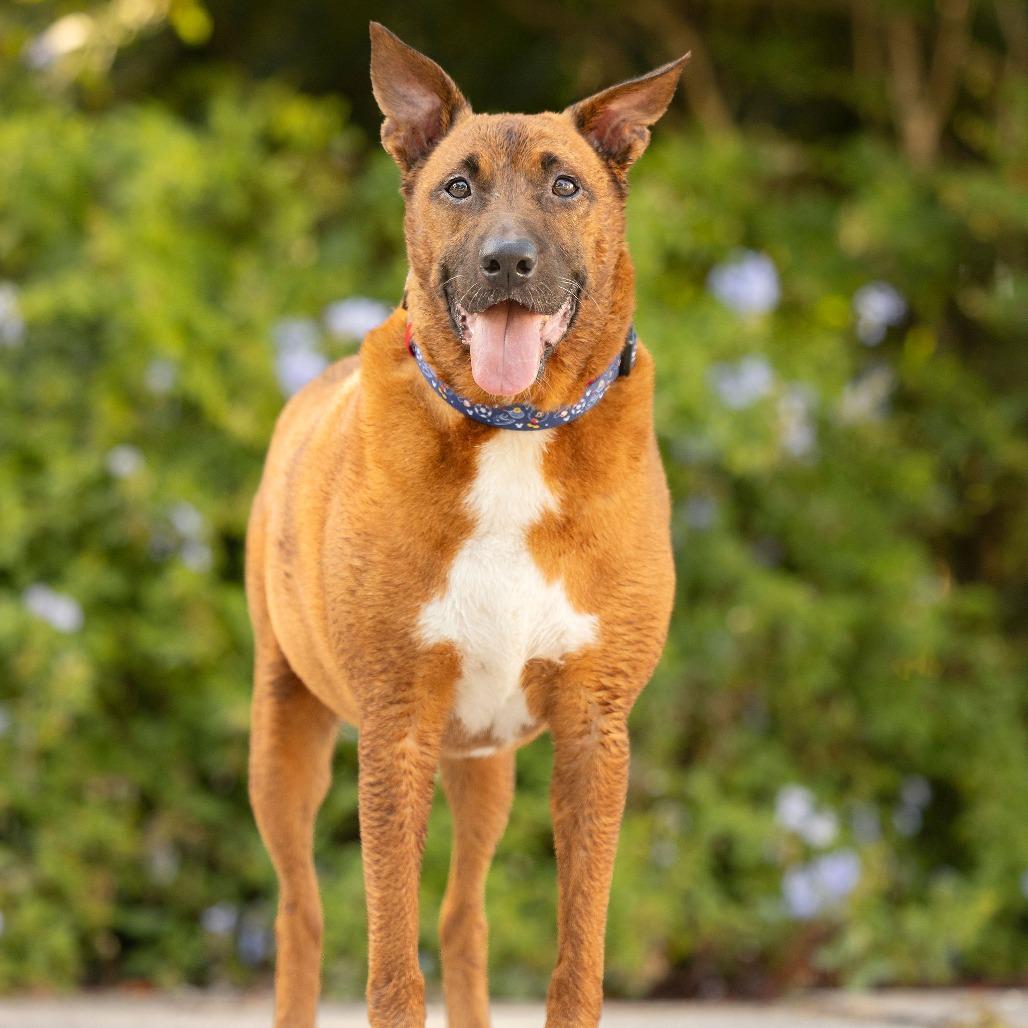 Enlarge Artie, a Adoptable Shepherd in Tampa, FL image 2/6