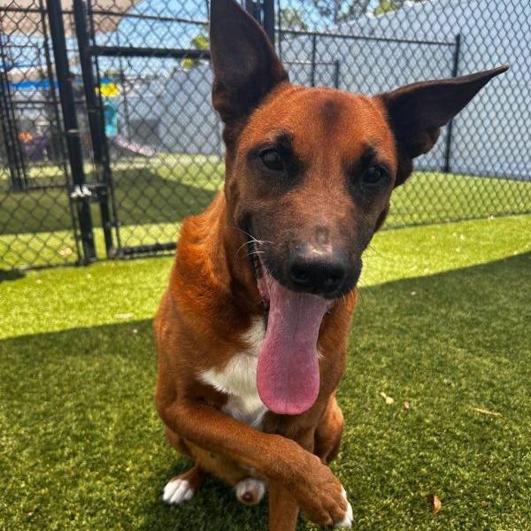 Enlarge Artie, a Adoptable Shepherd in Tampa, FL image 3/6