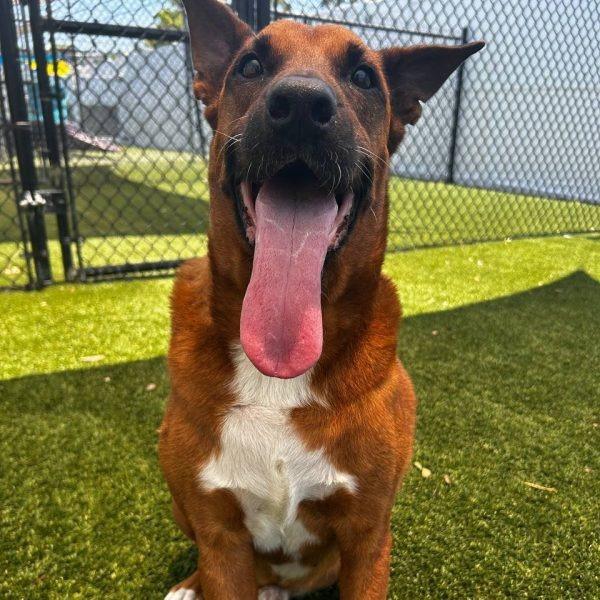 Enlarge Artie, a Adoptable Shepherd in Tampa, FL image 4/6