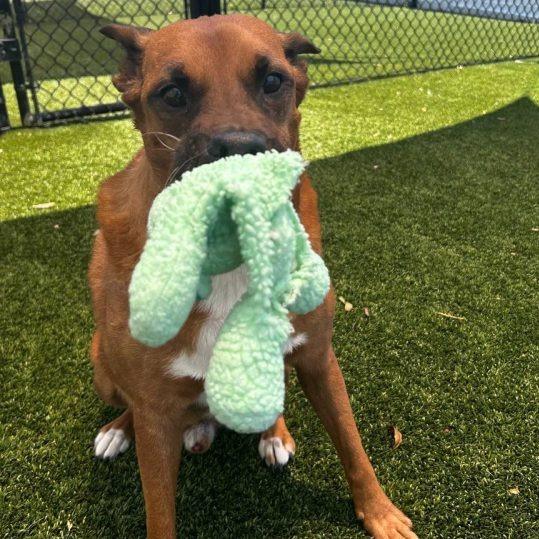 Enlarge Artie, a Adoptable Shepherd in Tampa, FL image 5/6