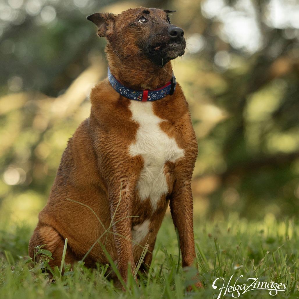 Enlarge Artie, a Adoptable Shepherd in Tampa, FL image 6/6