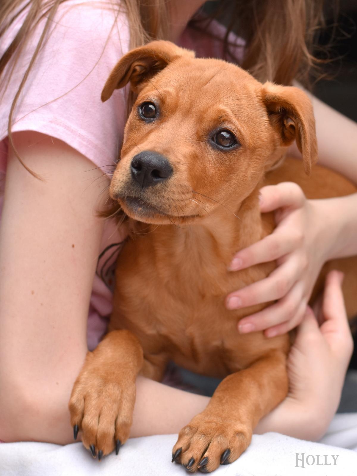 Enlarge Holly, an adopted mixed breed in Snohomish, WA image 1/4