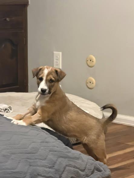 Enlarge Crosspost - Simba, a Adopted mixed breed in Broomfield, CO image 1/2