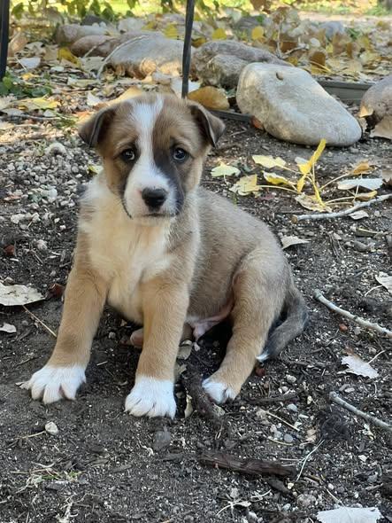 Enlarge Crosspost - Simba, a Adopted mixed breed in Broomfield, CO image 2/2
