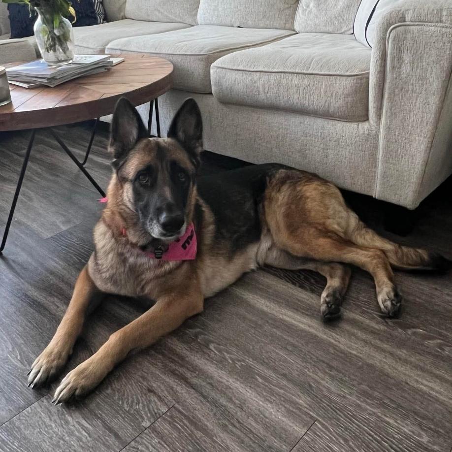 Lolita, a Adoptable German Shepherd Dog in Tampa, FL image 1/6