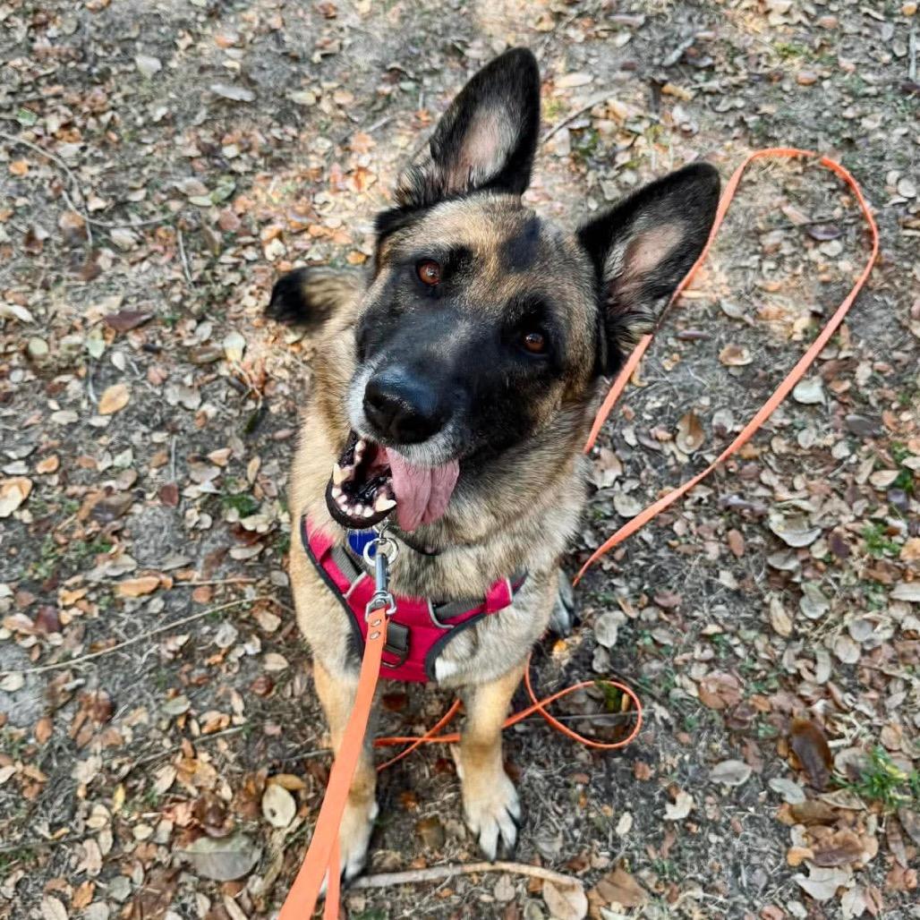 Enlarge Loli, a Adoptable German Shepherd Dog in Tampa, FL image 2/6