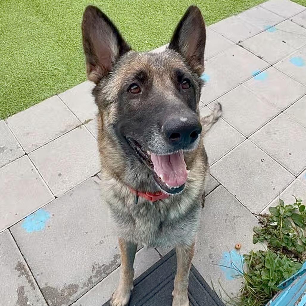 Loli, a Adoptable German Shepherd Dog in Tampa, FL image 1/6
