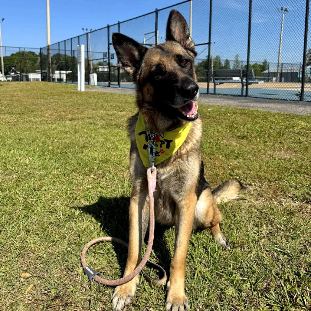 Enlarge Loli, a Adoptable German Shepherd Dog in Tampa, FL image 2/6
