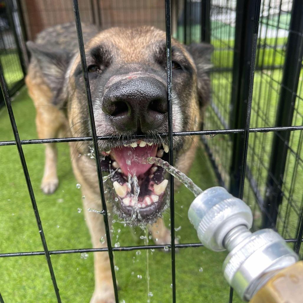 Lolita, a Adoptable German Shepherd Dog in Tampa, FL image 3/6