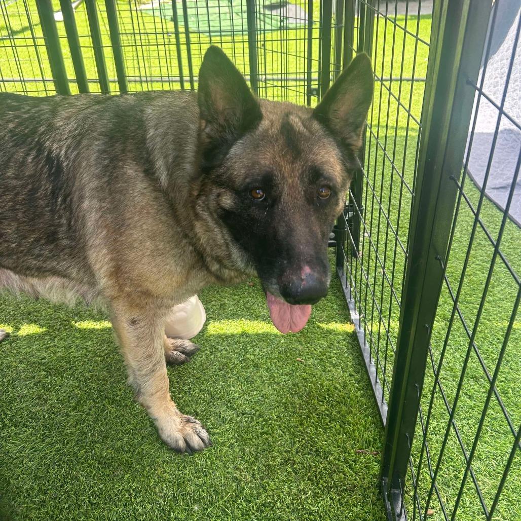 Lolita, a Adoptable German Shepherd Dog in Tampa, FL image 4/6