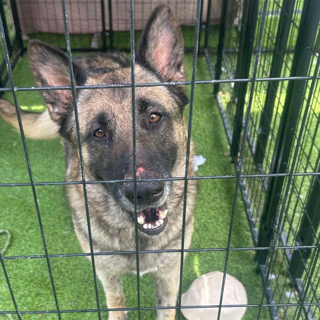 Lolita, a Adoptable German Shepherd Dog in Tampa, FL image 5/6