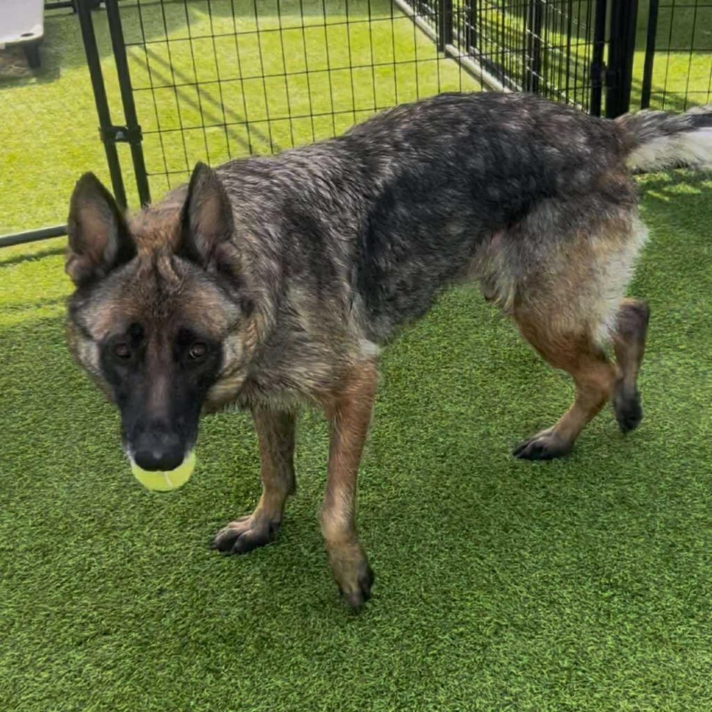 Lolita, a Adoptable German Shepherd Dog in Tampa, FL image 6/6
