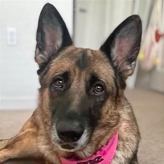 Loli, a Adoptable German Shepherd Dog in Tampa, FL image 6/6