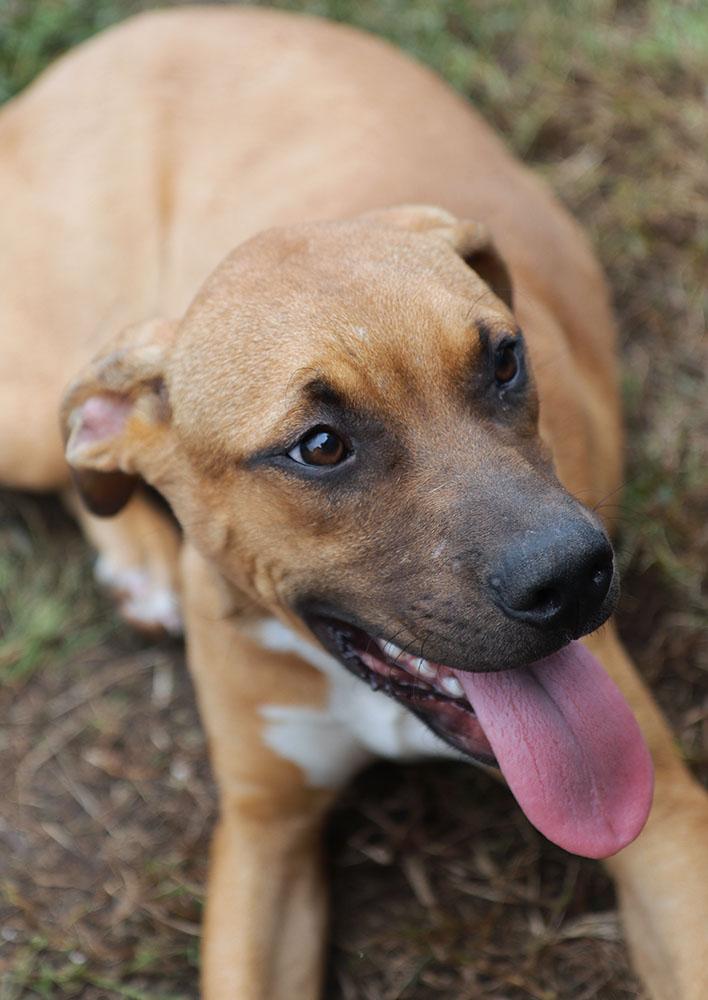 Enlarge Ophelia (AO37619), a Adoptable mixed breed in Kansas City, KS image 6/6