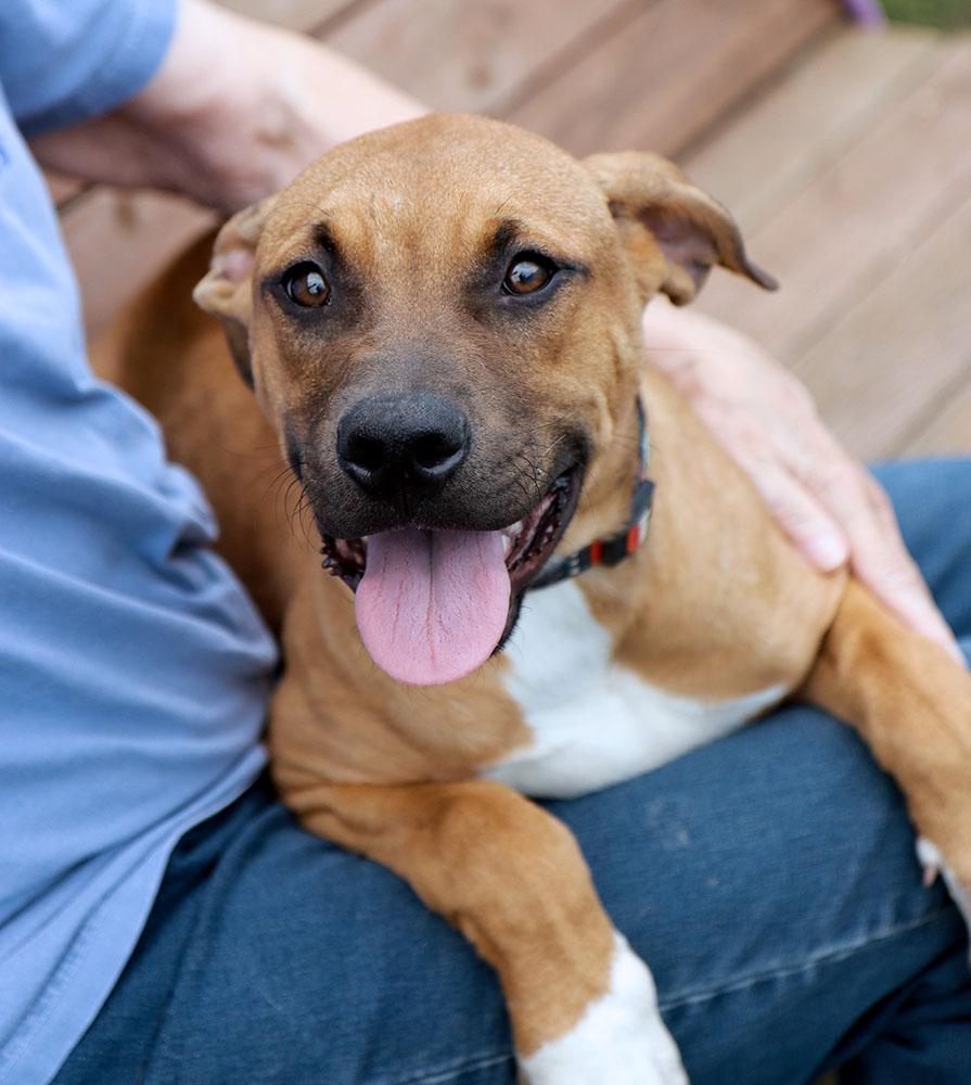 Ophelia (AO37619), Adoptable, Puppy Female Hound & Doberman Pinscher.