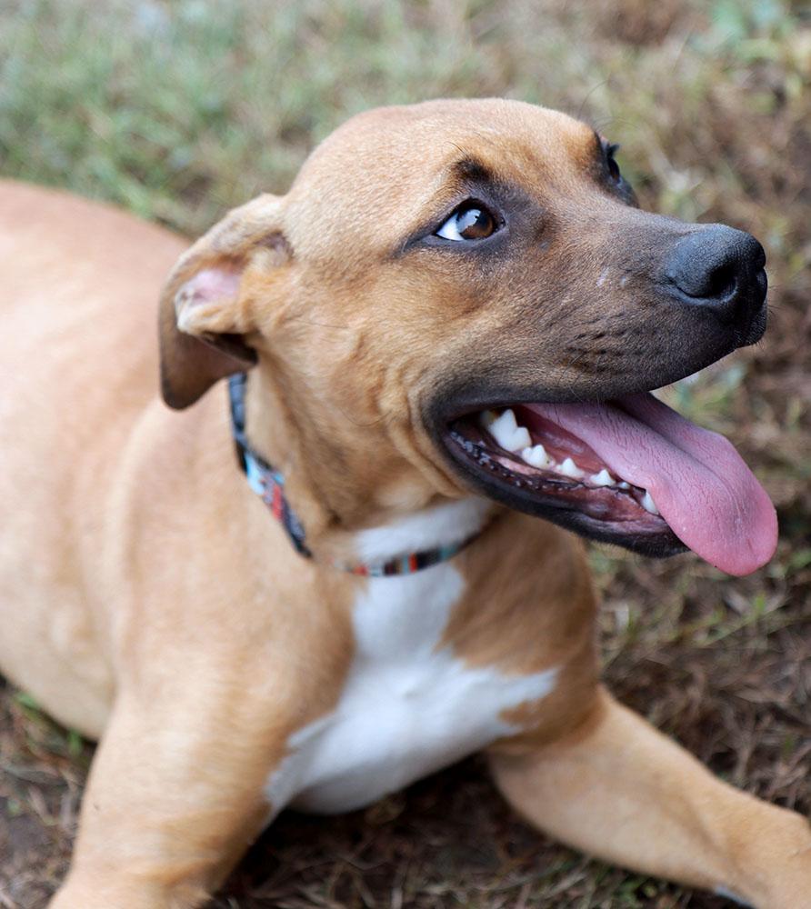Enlarge Ophelia (AO37619), a Adoptable mixed breed in Kansas City, KS image 2/6