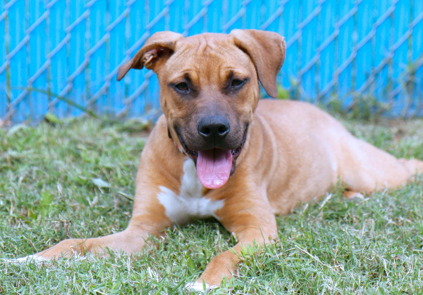 Enlarge Ophelia (AO37619), a Adoptable mixed breed in Kansas City, KS image 4/6