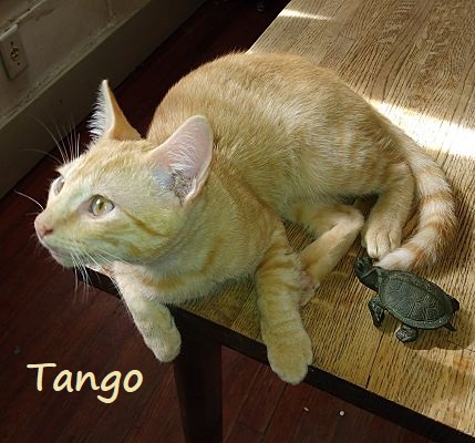 Tango #bestie-of-Little-Bobbie, an adoptable Tabby, Domestic Short Hair in Houston, TX, 77005 | Photo Image 1