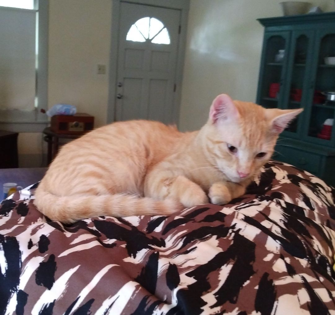 Tango #bestie-of-Little-Bobbie, an adoptable Tabby, Domestic Short Hair in Houston, TX, 77005 | Photo Image 6