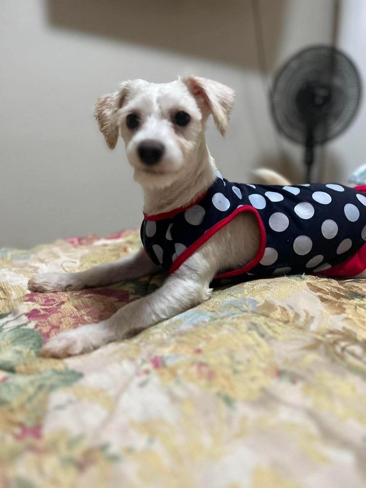 Enlarge Cleo, a Adopted mixed breed in Escondido, CA image 1/6