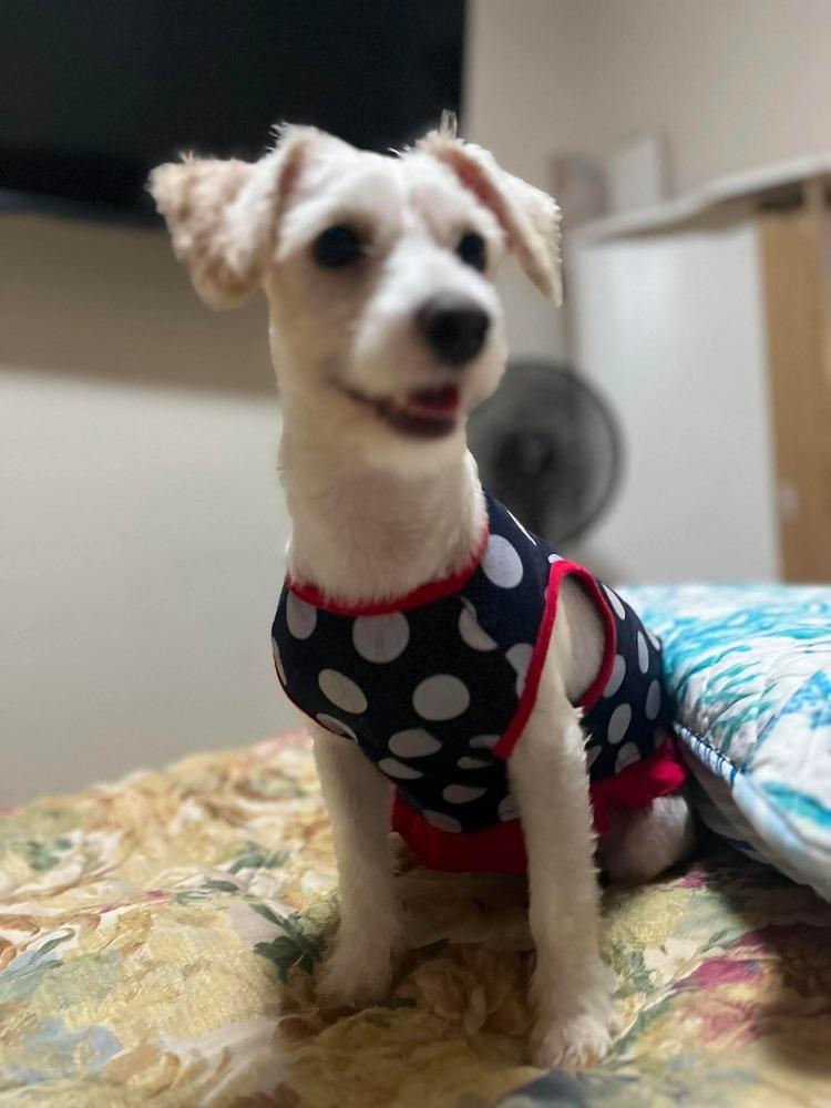 Enlarge Cleo, a Adopted mixed breed in Escondido, CA image 2/6