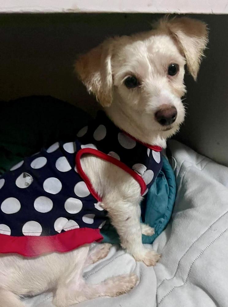Enlarge Cleo, a Adopted mixed breed in Escondido, CA image 5/6