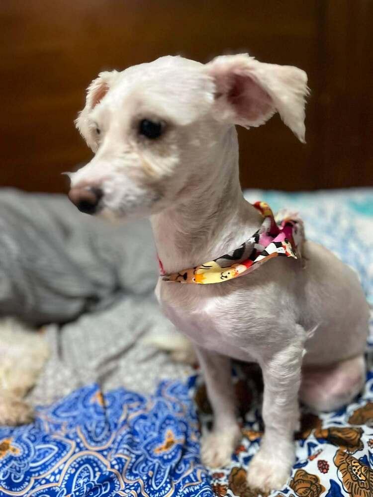 Enlarge Cleo, a Adopted mixed breed in Escondido, CA image 6/6