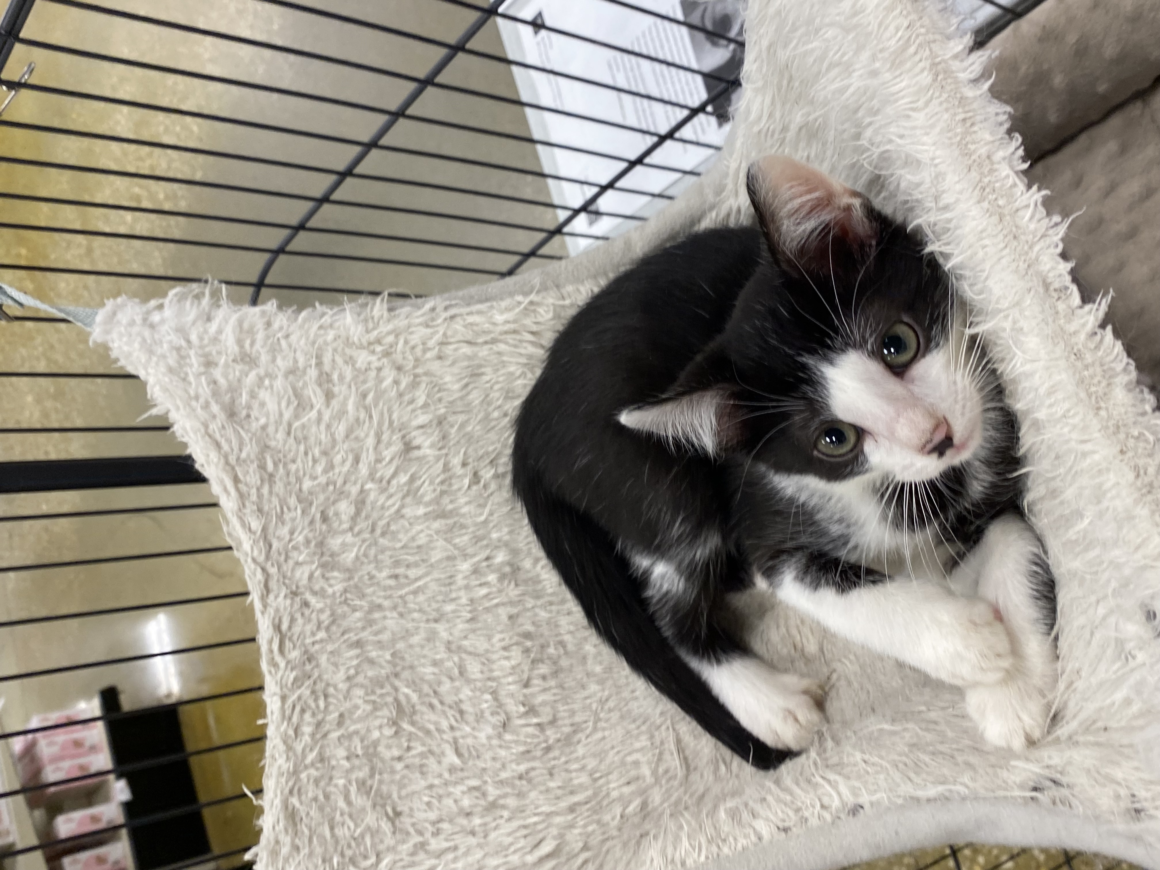 Pongo, Adopted, Kitten Male Domestic Short Hair.