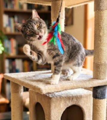 Tony, an adopted American Shorthair in Union City, NJ image 2/6