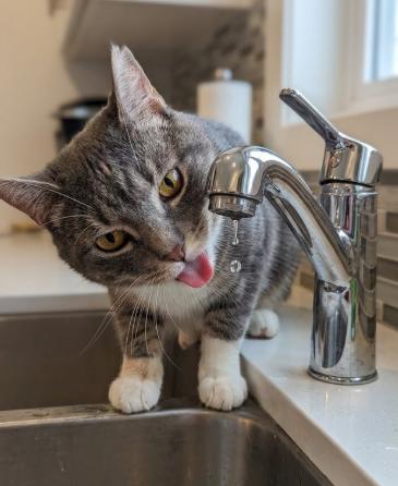 Tony, an adopted American Shorthair in Union City, NJ image 4/6