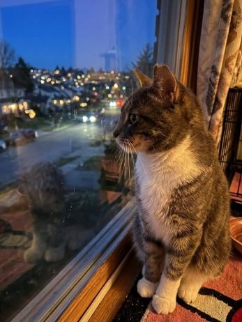 Tony, an adopted American Shorthair in Union City, NJ image 3/6