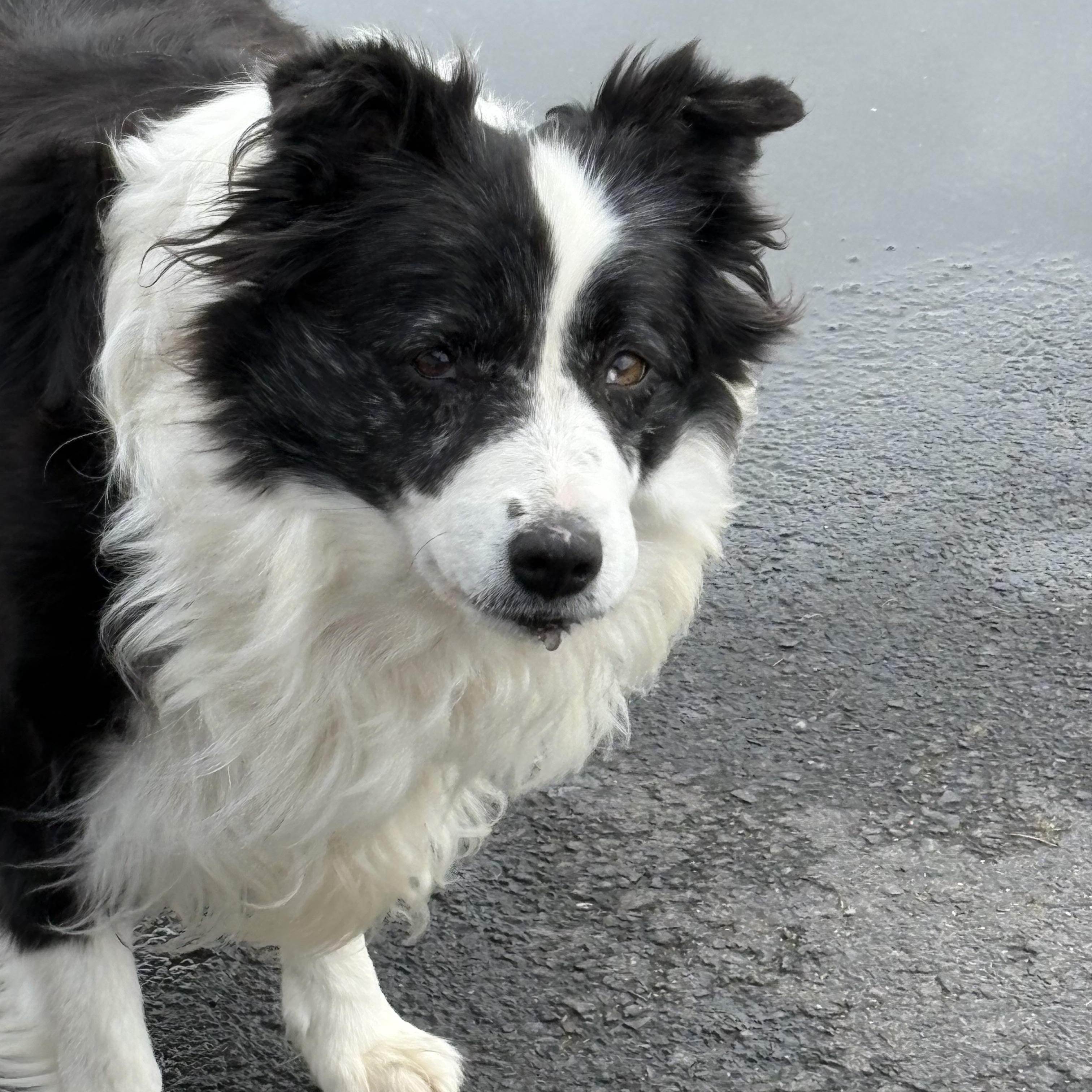 Enlarge Eva, a ADOPTABLE Australian Shepherd in Newport, WA image 4/4