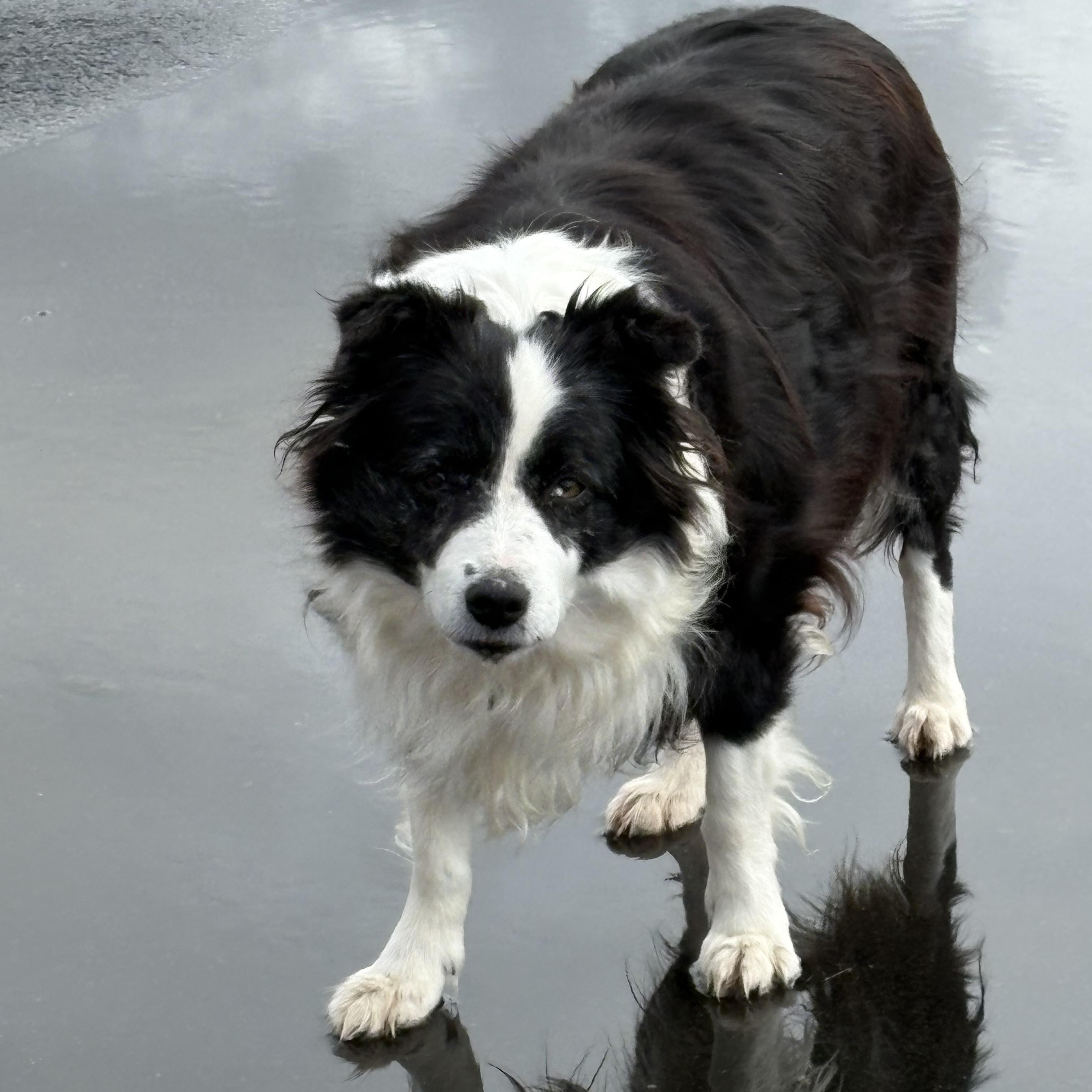 Enlarge Eva, a ADOPTABLE Australian Shepherd in Newport, WA image 3/4
