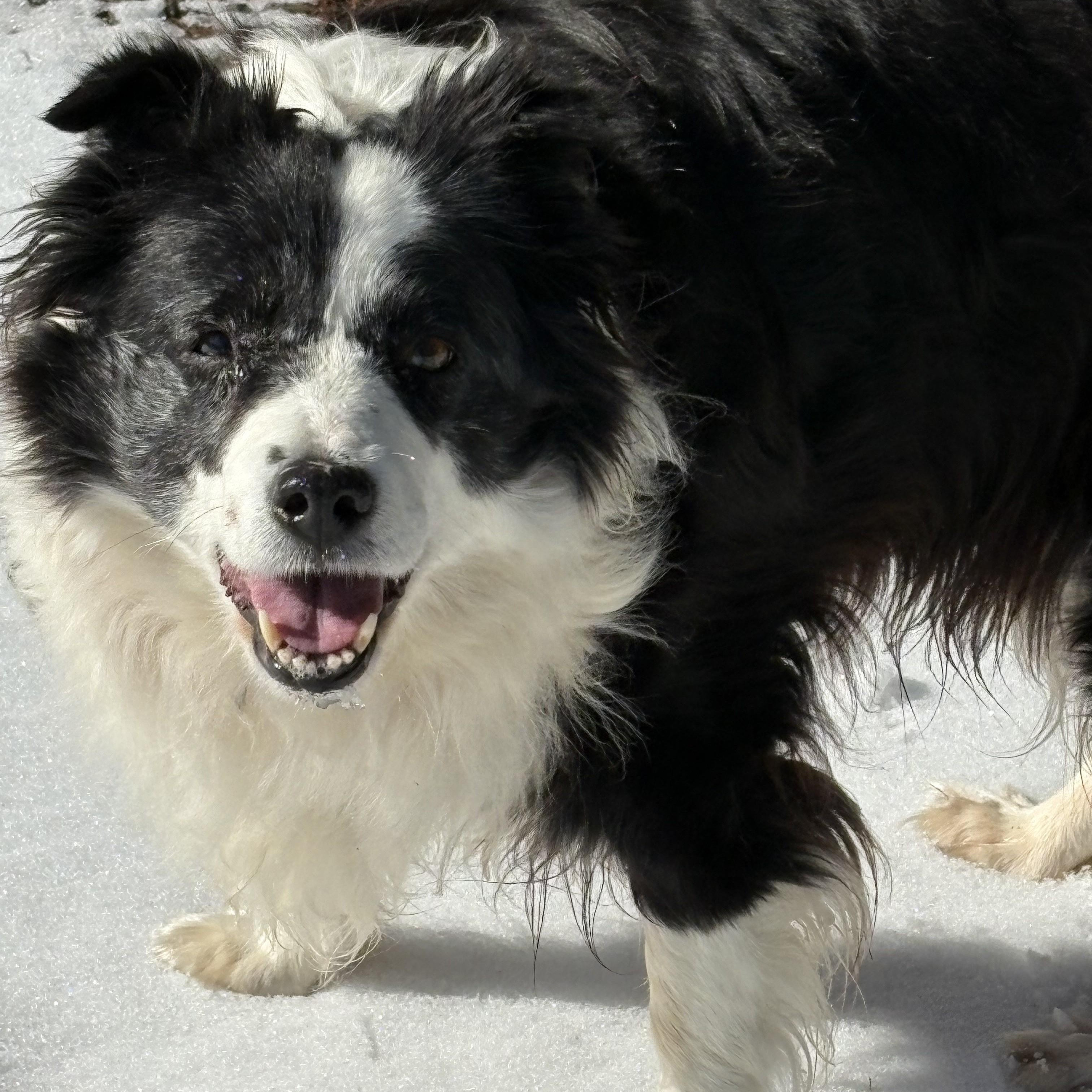 Enlarge Eva, a ADOPTABLE Australian Shepherd in Newport, WA image 1/4