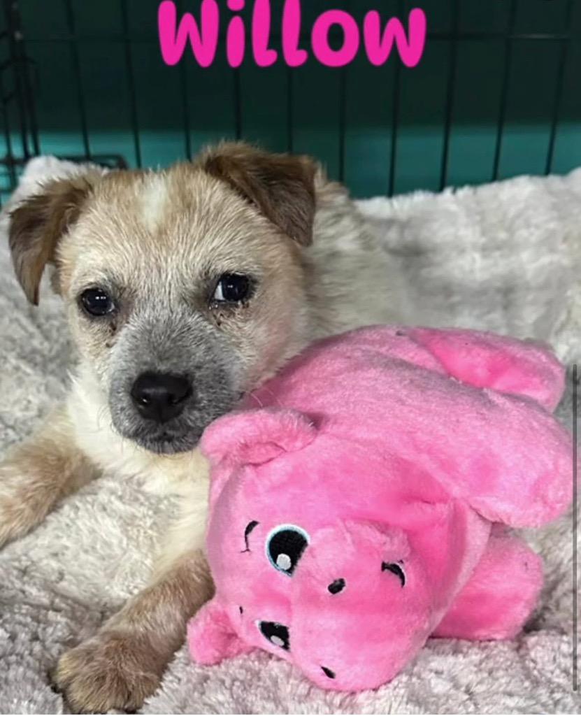 Enlarge Willow, a Adoptable Australian Cattle Dog / Blue Heeler in Leander, TX image 1/3