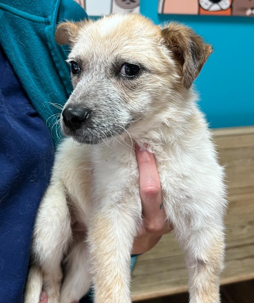 Enlarge Willow, a Adoptable Australian Cattle Dog / Blue Heeler in Leander, TX image 2/3