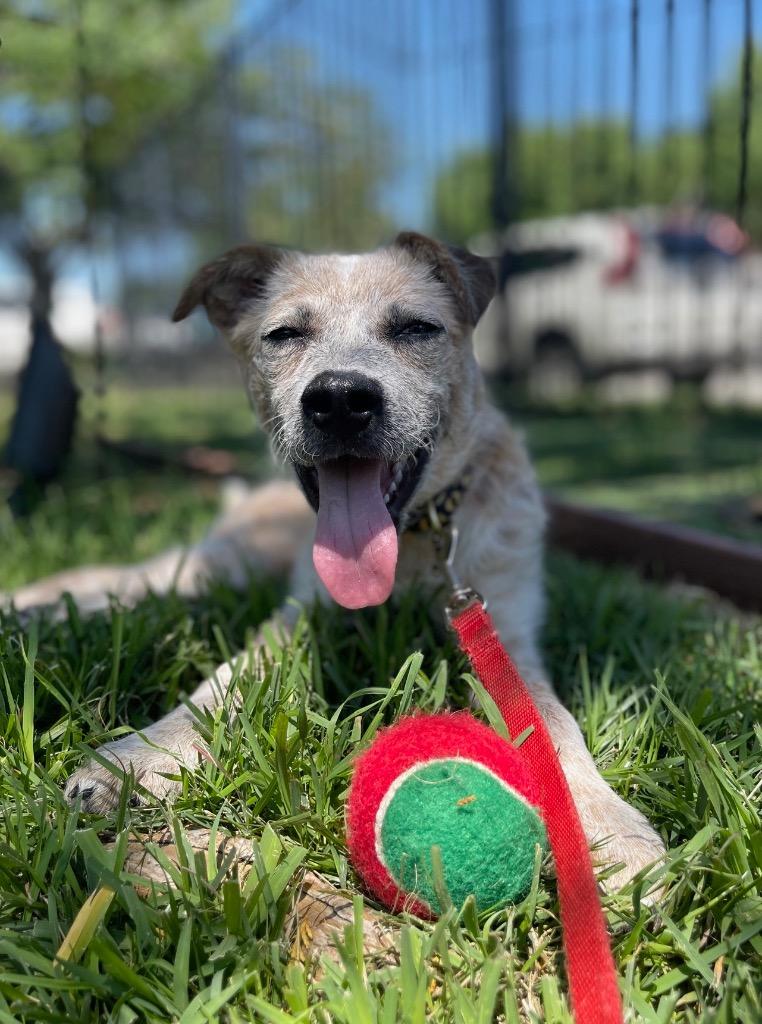 Enlarge Willow, a Adoptable Australian Cattle Dog / Blue Heeler in Leander, TX image 2/6