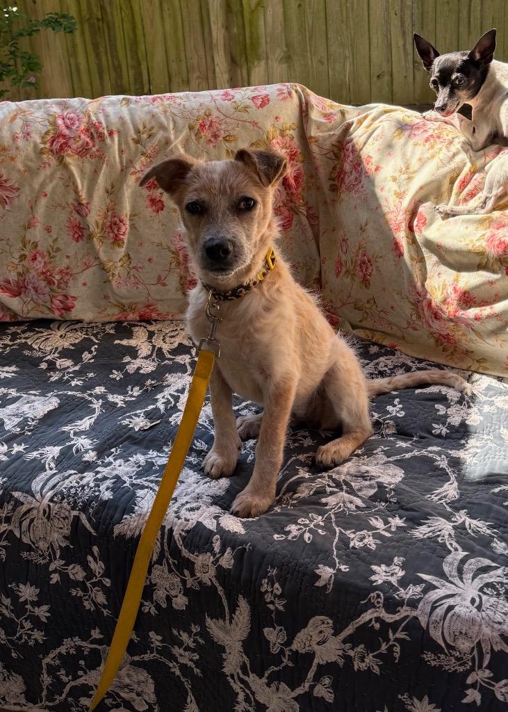 Enlarge Willow, a Adoptable Australian Cattle Dog / Blue Heeler in Leander, TX image 3/6
