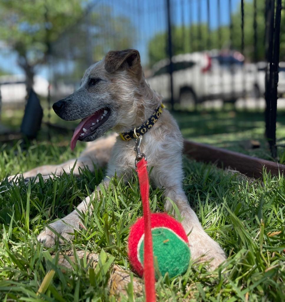 Enlarge Willow, a Adoptable Australian Cattle Dog / Blue Heeler in Leander, TX image 4/6