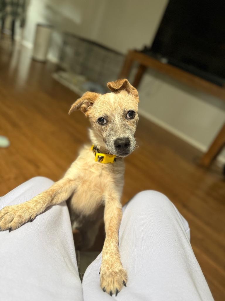 Enlarge Willow, a Adoptable Australian Cattle Dog / Blue Heeler in Leander, TX image 5/6