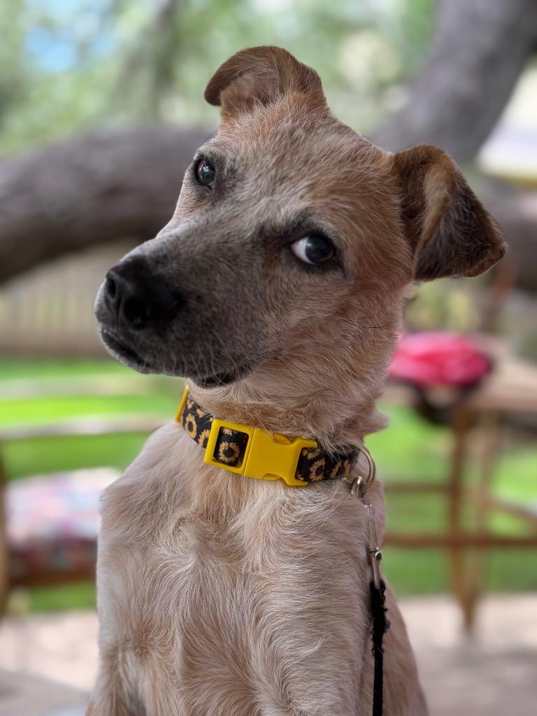 Willow, a Adoptable Australian Cattle Dog / Blue Heeler in Leander, TX image 5/6
