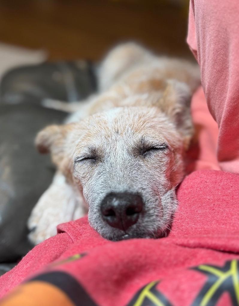 Enlarge Willow, a Adoptable Australian Cattle Dog / Blue Heeler in Leander, TX image 6/6