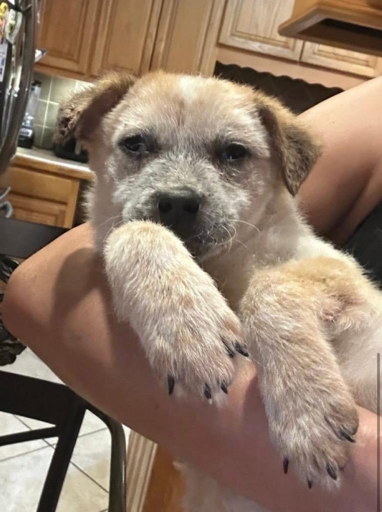 Enlarge Willow, a Adoptable Australian Cattle Dog / Blue Heeler in Leander, TX image 3/3