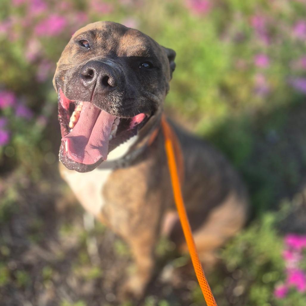 Pringles, Adoptable, Adult Male Mixed Breed.