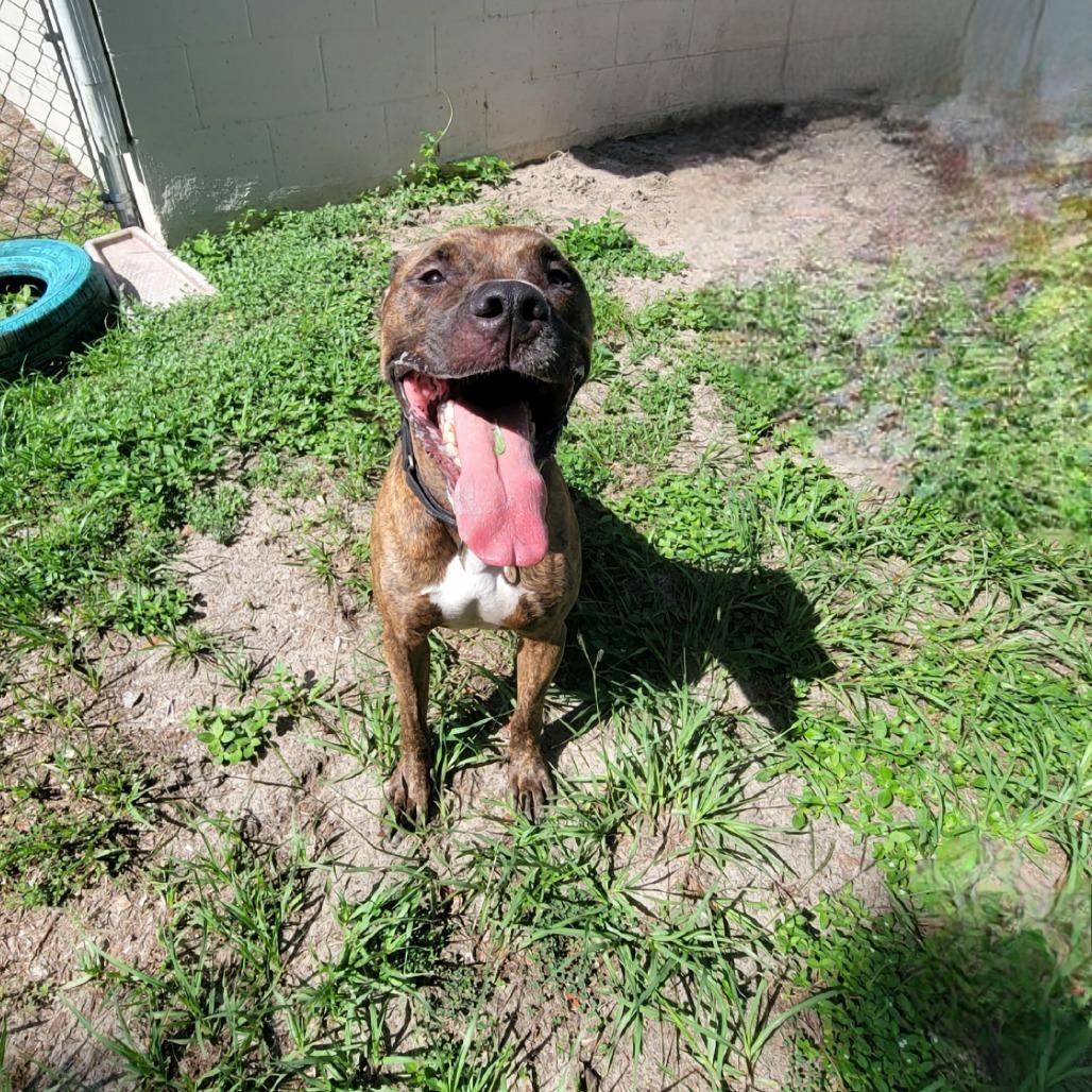 Enlarge Pringles, a Adoptable Mixed Breed in Lake Panasoffkee, FL image 2/6