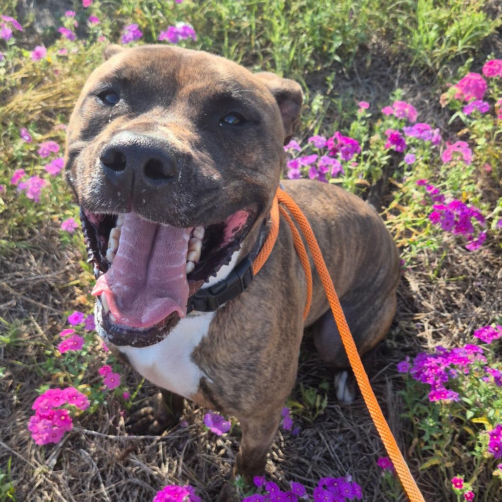 Enlarge Pringles, a Adoptable Mixed Breed in Lake Panasoffkee, FL image 3/6