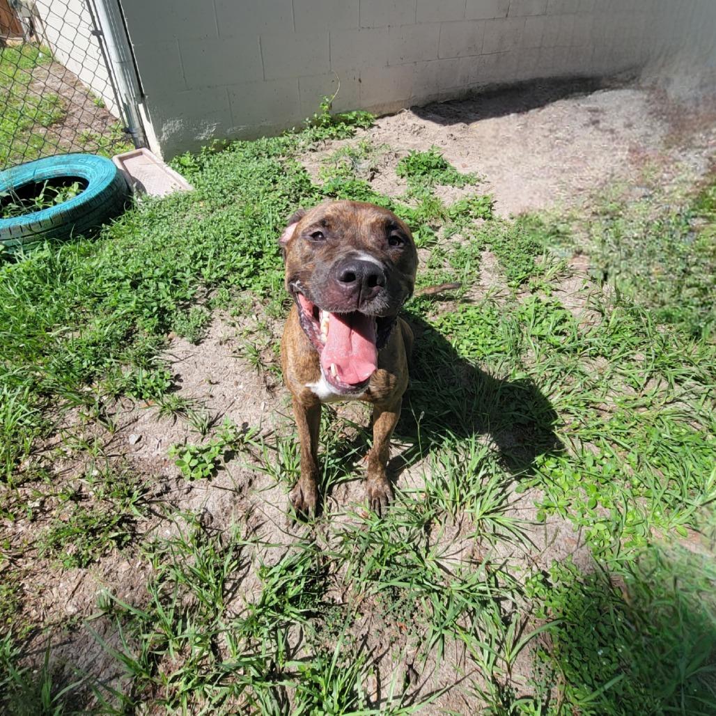 Enlarge Pringles, a Adoptable Mixed Breed in Lake Panasoffkee, FL image 4/6